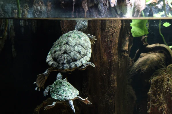 Dwa żółwie w wodzie — Zdjęcie stockowe