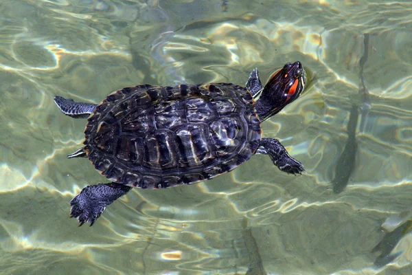 Yüzme kaplumbağa — Stok fotoğraf