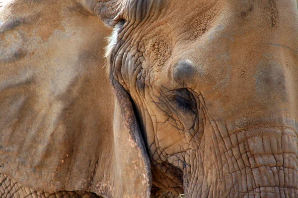Elefantengesicht — Stockfoto