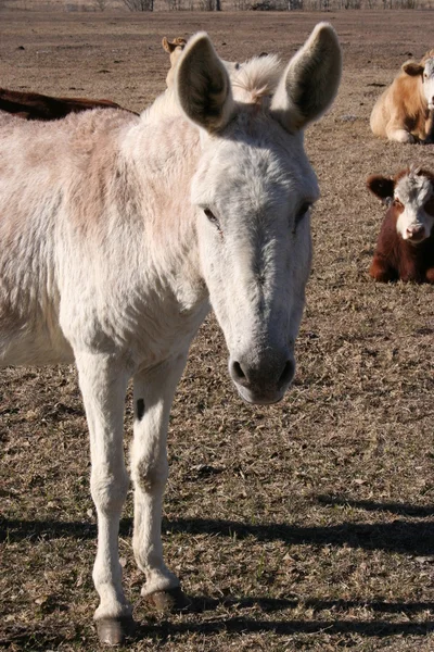 Donkey and Cows