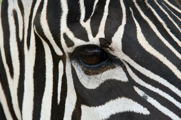 Cara de zebra — Fotografia de Stock