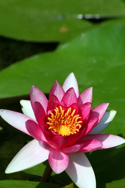 Planta de água de floração — Fotografia de Stock