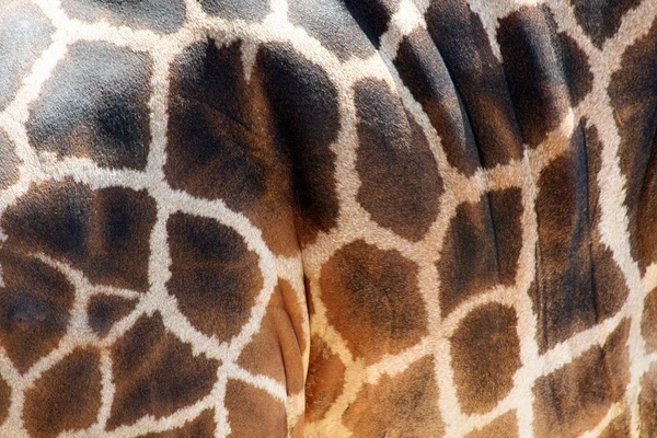 Modèle de peau de girafe — Photo