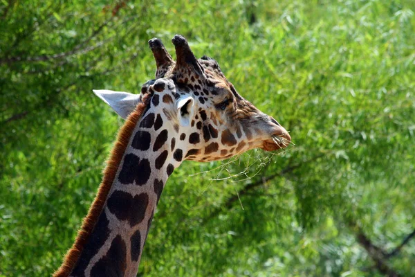 Жираф — стоковое фото
