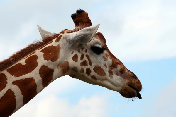 Língua de girafa — Fotografia de Stock