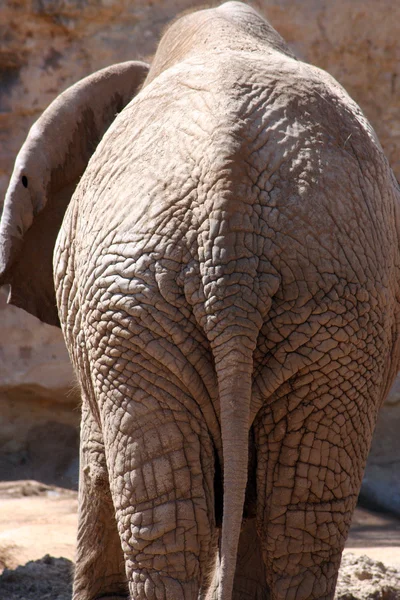 Ogon słonia — Zdjęcie stockowe