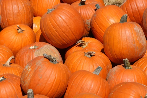 stock image Pumpkins