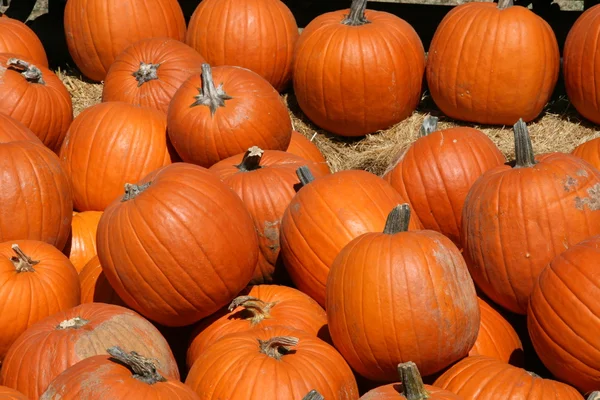 stock image Pumpkins