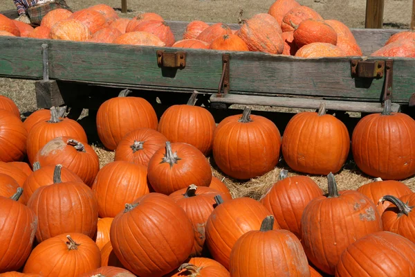 stock image Pumpkins