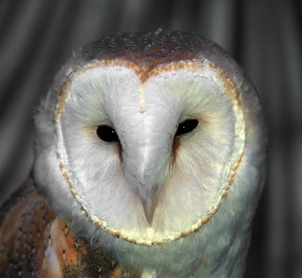 stock image White Barn Owl