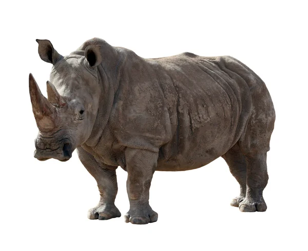 Rhino na białym tle — Zdjęcie stockowe