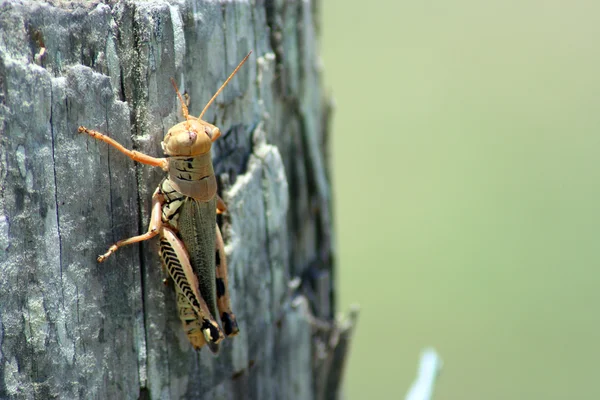 Grasshopper on a Cedar Post — Stock Photo, Image