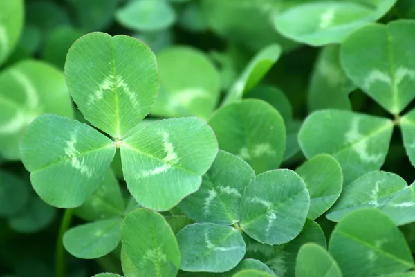 Green clover patch — Stock Photo, Image