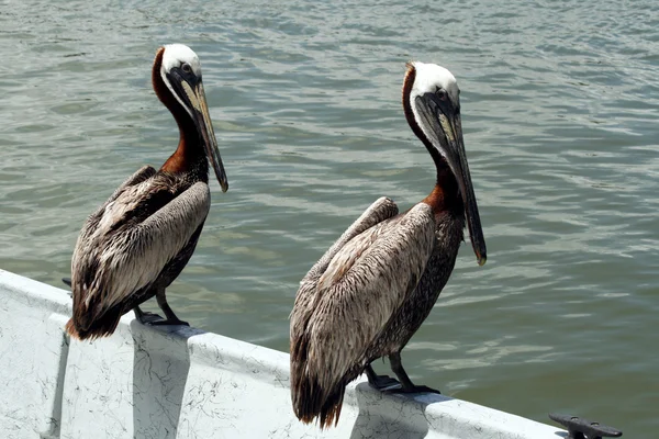 Pelicans su una barca — Foto Stock