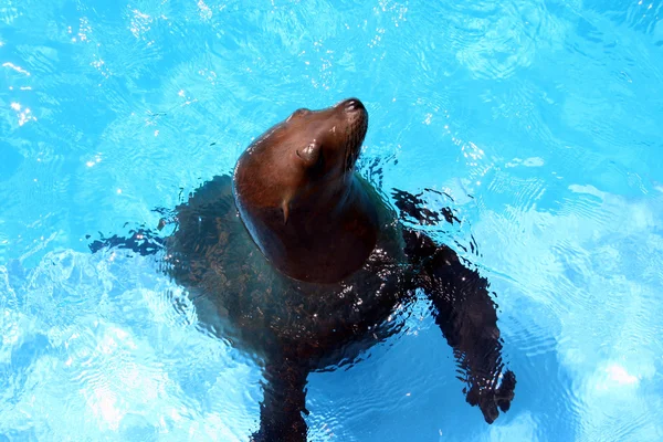 stock image Sea Lion