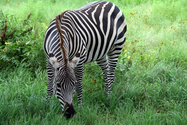 Zebra Stock Snímky