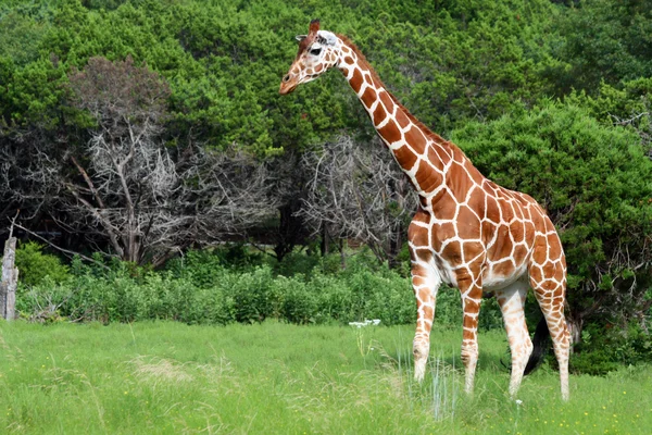 Giraf Stockafbeelding