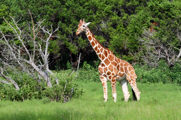 Giraf Stockfoto
