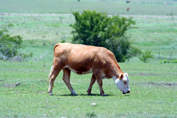 Egy barna tehén legelő Stock Kép