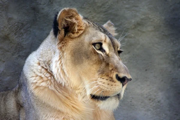 母狮 免版税图库照片