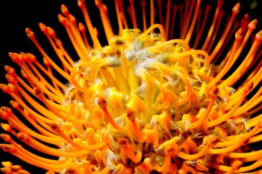 Leucospermum