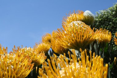 Into The Sky (Leucospermum cuneiforme) clipart