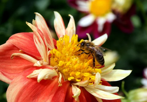 stock image Busy Bee