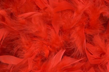 Red feathers clipart