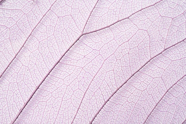 スケルトンの葉の構造 — ストック写真