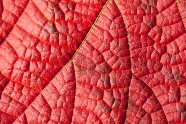 Estrutura da folha vermelha — Fotografia de Stock