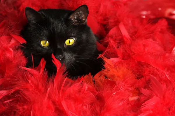 stock image Black cat in red feathers