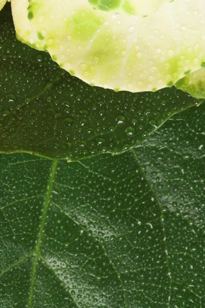 Зелене листя з краплями роси — стокове фото