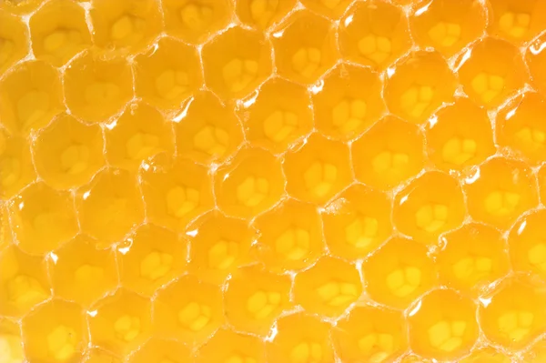 Close-up favo de mel — Fotografia de Stock