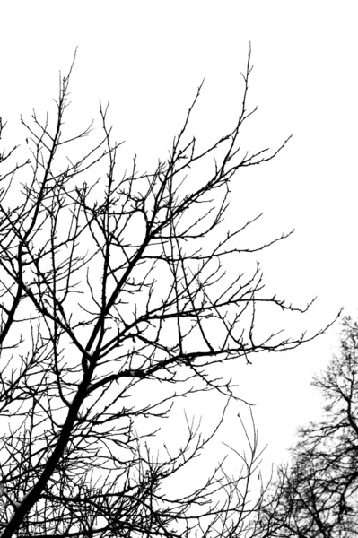 벌 거 벗은 나뭇가지 1 — 스톡 사진
