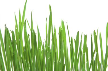 Green grass, horizontal format clipart