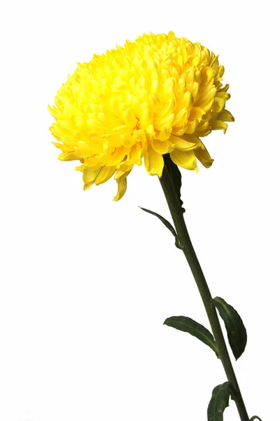 stock image Yellow chrysanthemum