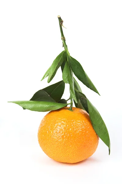 Tangerine, стебло з листя — стокове фото