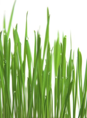 Green grass, vertical format clipart