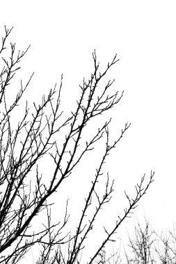 Bare branches 2 clipart