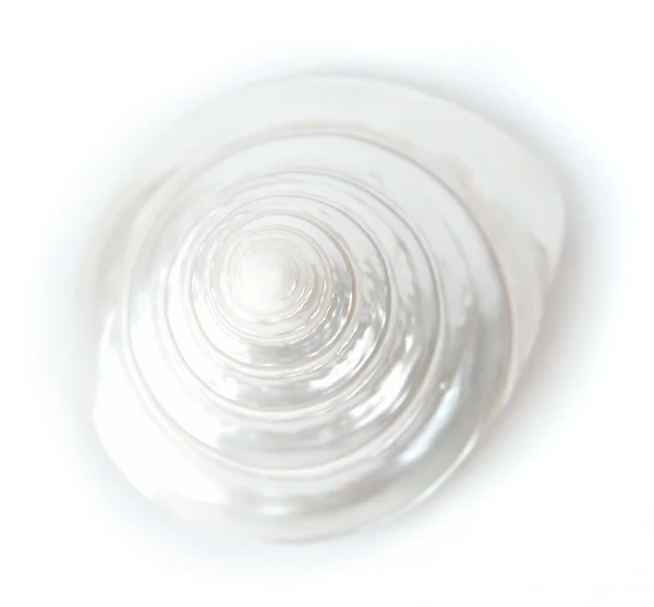 Λευκό κοχύλι — Φωτογραφία Αρχείου