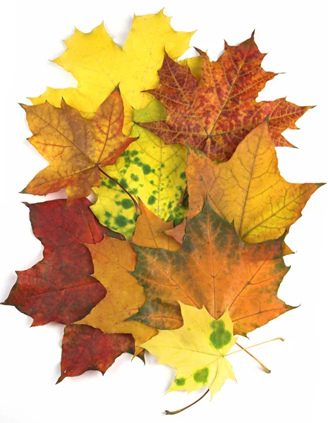 Maple leaves carpet — Stock Photo, Image