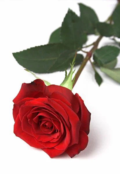 Červená růže, přední pohled — Stock fotografie