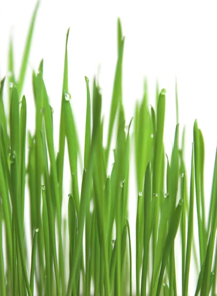 緑の草、垂直方向の形式 — ストック写真