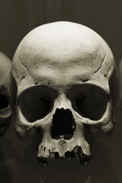 頭蓋骨 — ストック写真