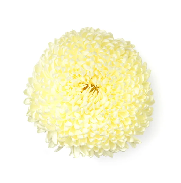 Желтый цветок хризантемы — стоковое фото