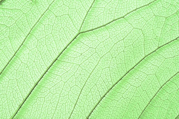 Estrutura da folha de esqueleto verde — Fotografia de Stock