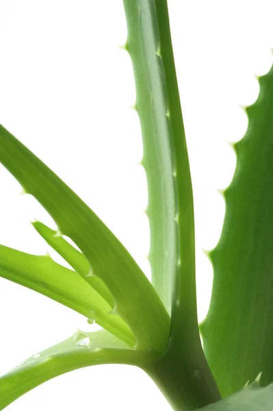 Aloe Vera plant — Stock Photo, Image