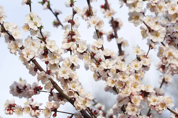 Almond in bloom — Stock Photo, Image