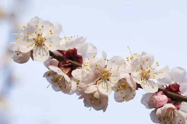 Мигдальна гілка в цвітіння — стокове фото