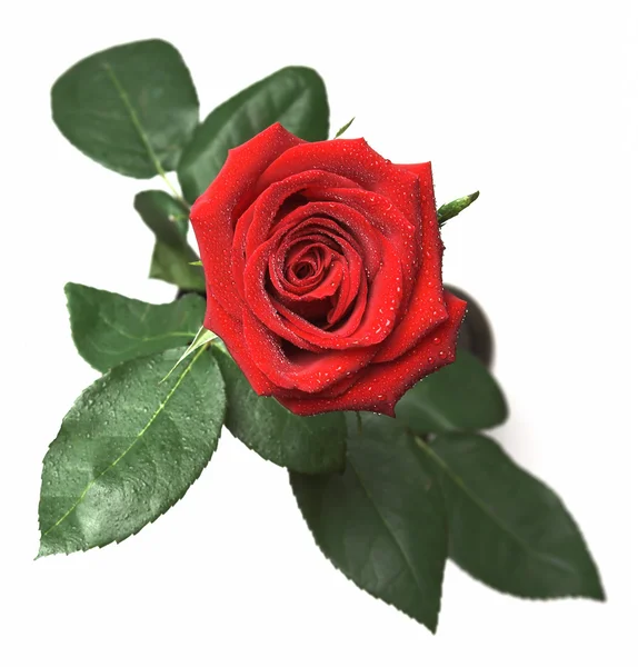 Rosa coberta de orvalho — Fotografia de Stock